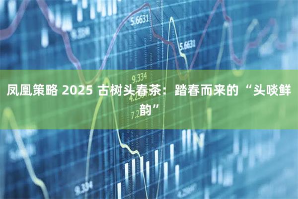 凤凰策略 2025 古树头春茶：踏春而来的 “头啖鲜韵”